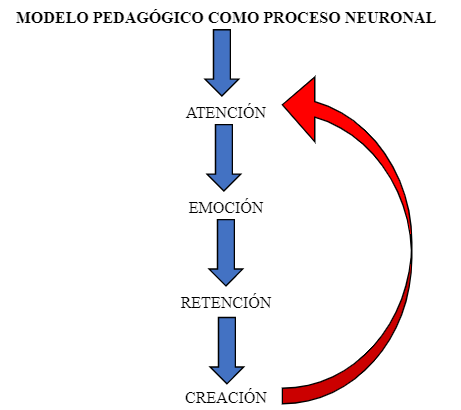 MODELO PEDAGÓGICO COMO PROCESO NEURONAL (Aplicabilidad de la neurociencia en los procesos pedagógicos.)