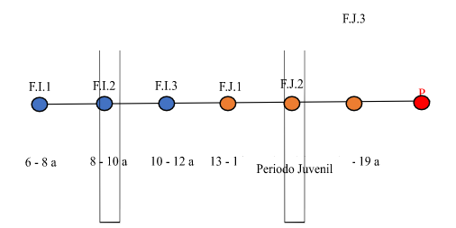 Proceso didáctico evolutivo.  Fases madurativas y división biológica de la evolución integral del jugador.
